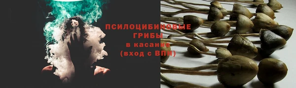 прущие грибы Няндома