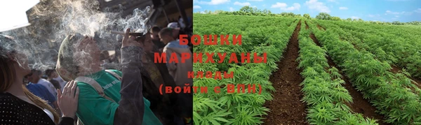 прущие грибы Няндома